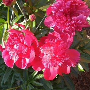 Meet your Posher, Cheng